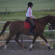 Anden særlig race Champ