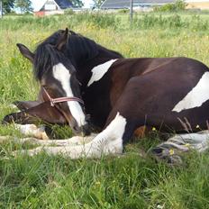 Anden særlig race HM's Bentley Oscar Vad