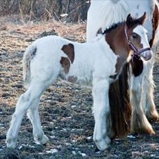 Irish Cob Caraminas Calina