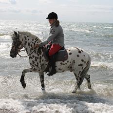 Knabstrupper Bølle-bob