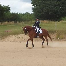 Dansk Varmblod 'Part* Largo Fresco