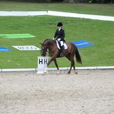 Dansk Varmblod Edelgårdens daddy long leg