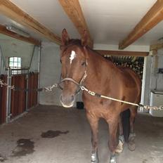 Dansk Varmblod Edelgårdens daddy long leg