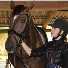 Dansk Varmblod Edelgårdens daddy long leg