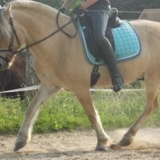 Fjordhest Hector Følsbjerg <3