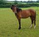 Welsh Pony af Cob-type (sec C) Mosetoftens Daisy