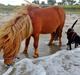 Shetlænder Badong mini-shetter flytte til naboen