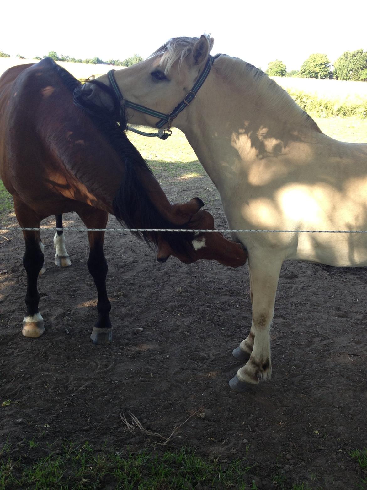 Fjordhest Ågerupgaards Benjamin billede 17