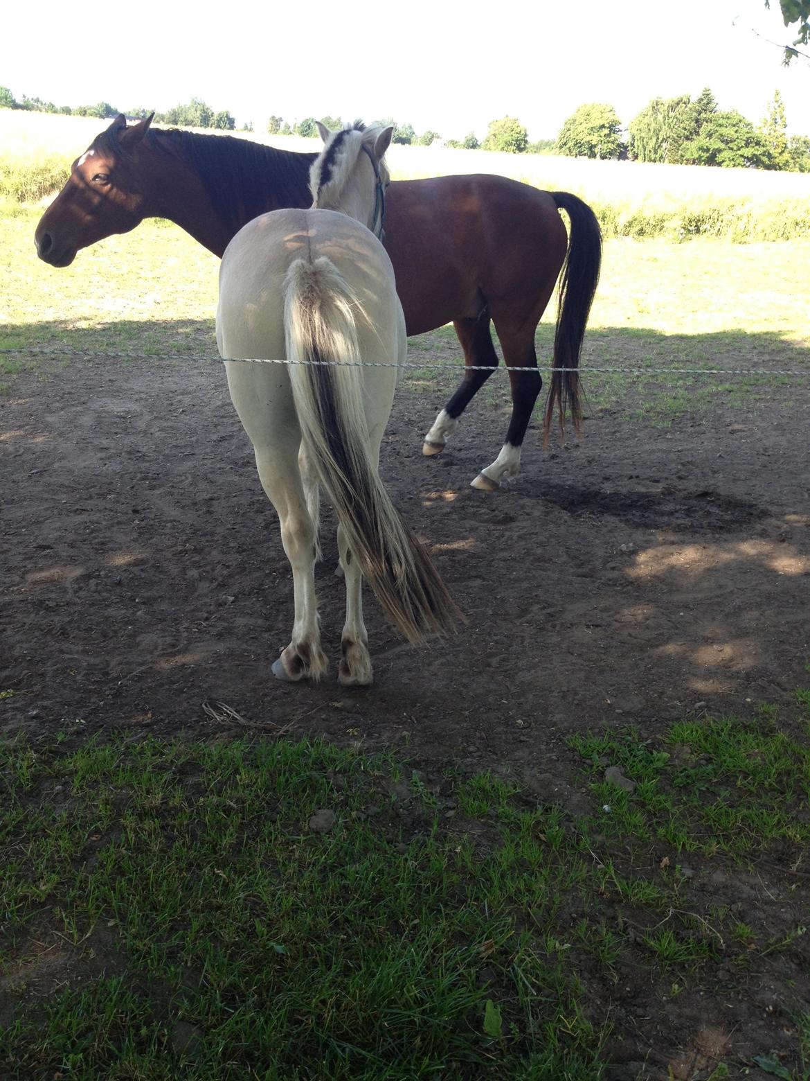 Fjordhest Ågerupgaards Benjamin billede 18