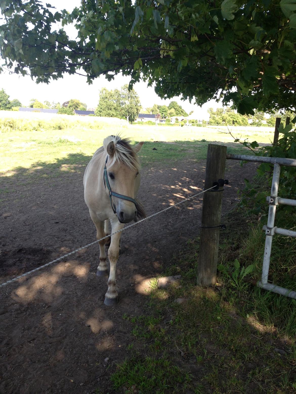 Fjordhest Ågerupgaards Benjamin billede 19