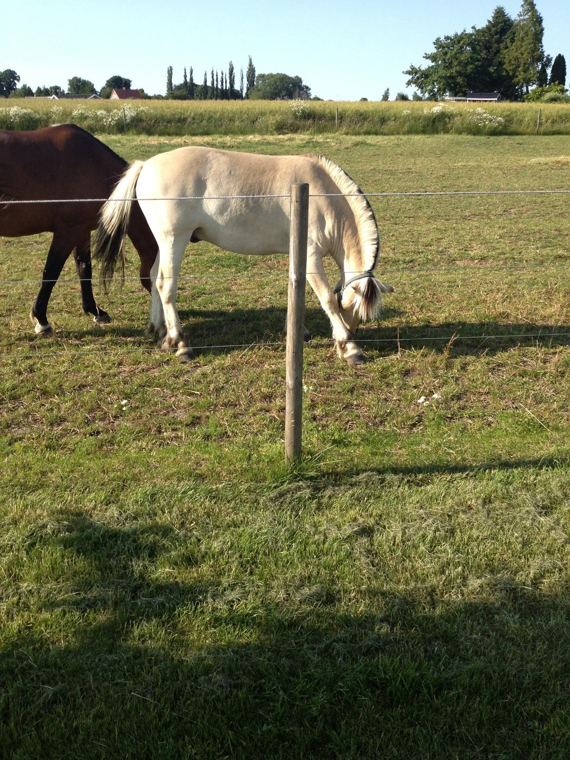 Fjordhest Ågerupgaards Benjamin billede 20