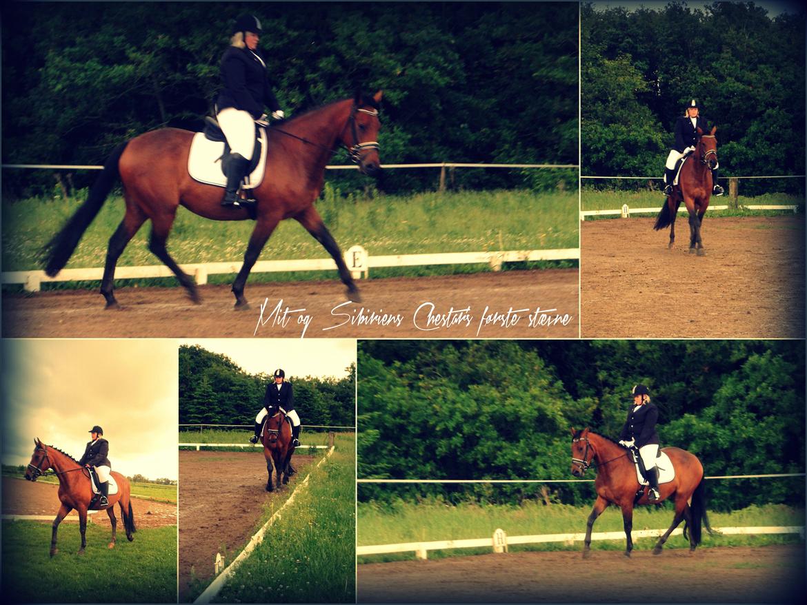 Anden særlig race Sibiriens Chestar - Vores første stævne d.23 juni 2013 (har været trænet i 1½ måned) billede 6