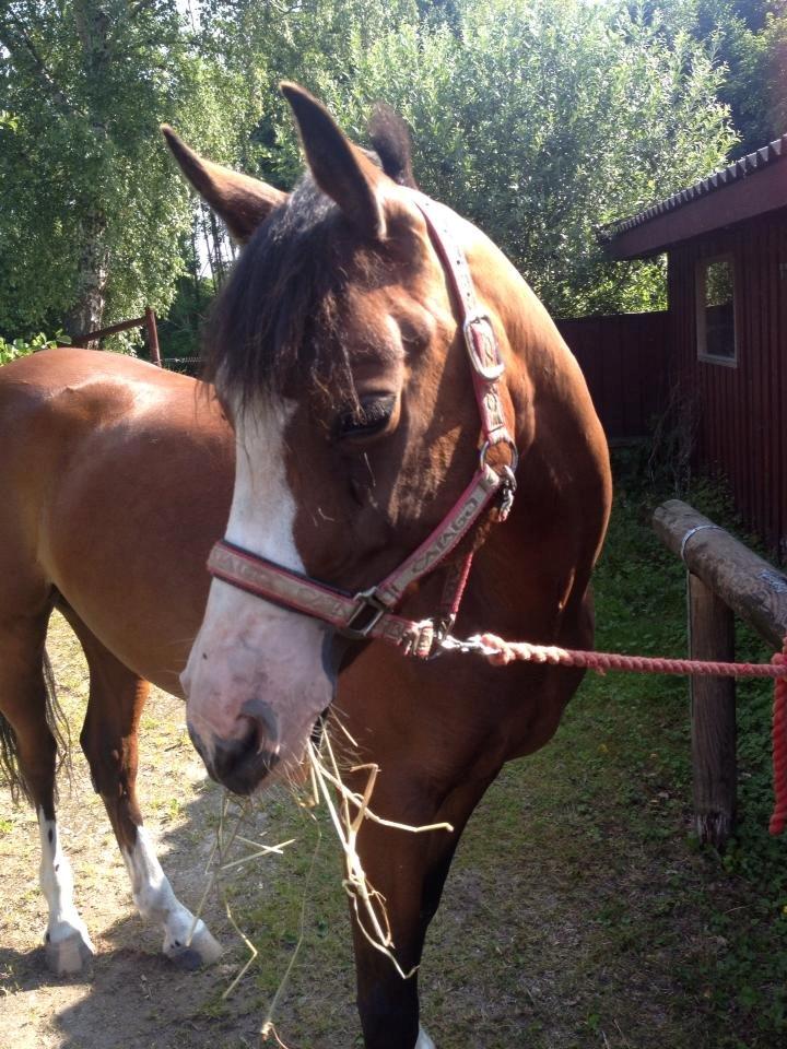 DSP Haahr's Tala billede 1