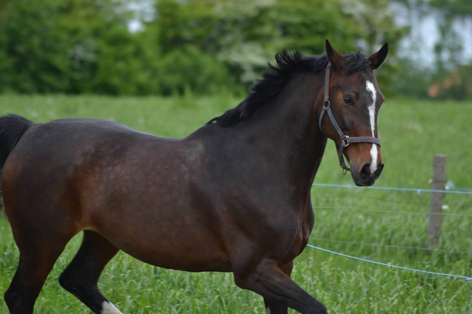 Dansk Varmblod Bjergmoses Lucky Lady billede 10