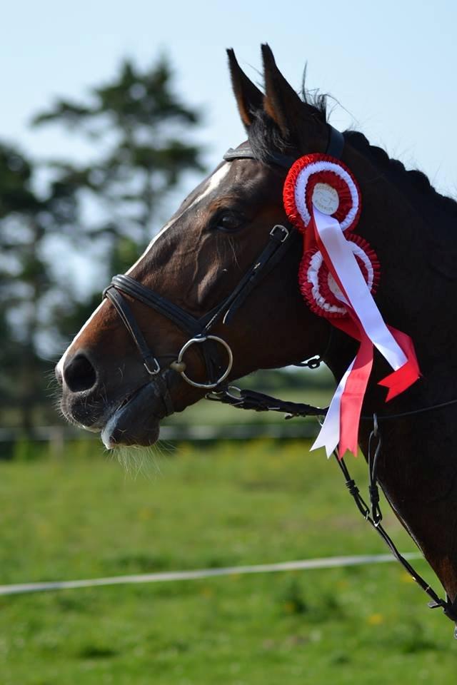 Dansk Varmblod Bjergmoses Lucky Lady - LB og LC'ens resultat billede 2