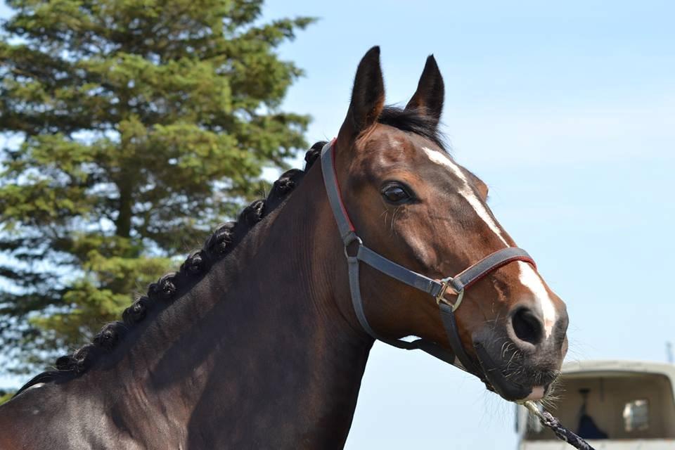 Dansk Varmblod Bjergmoses Lucky Lady billede 5