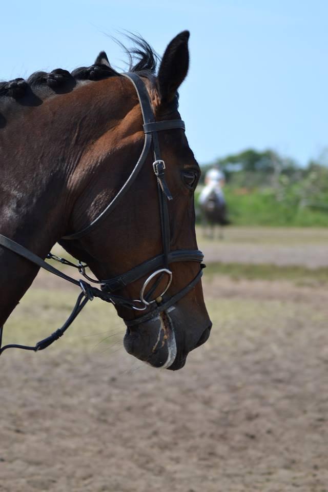 Dansk Varmblod Bjergmoses Lucky Lady billede 8