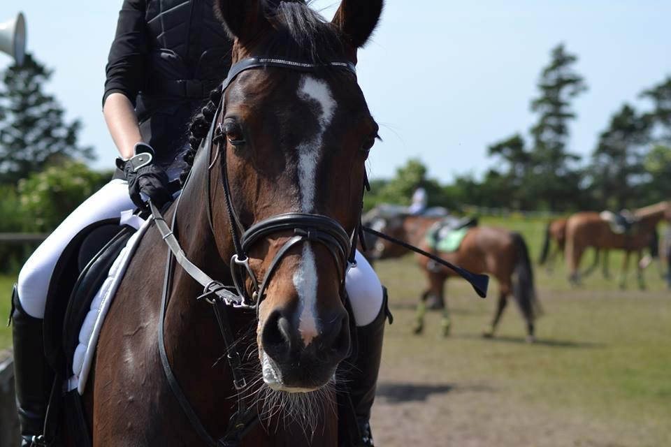 Dansk Varmblod Bjergmoses Lucky Lady billede 12