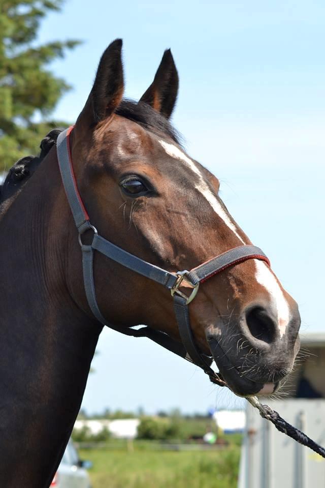 Dansk Varmblod Bjergmoses Lucky Lady billede 13