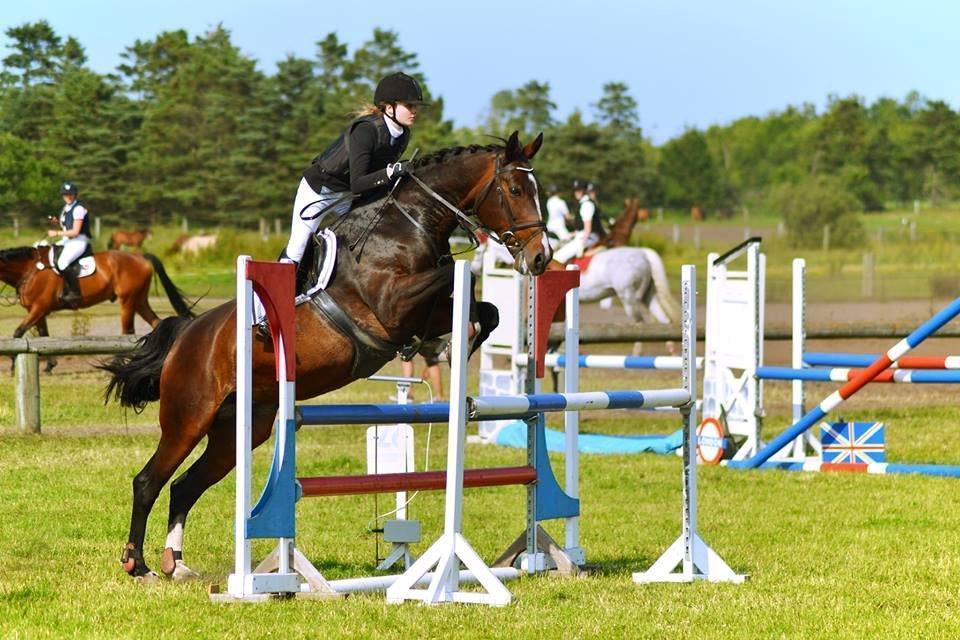 Dansk Varmblod Bjergmoses Lucky Lady - LB billede 1