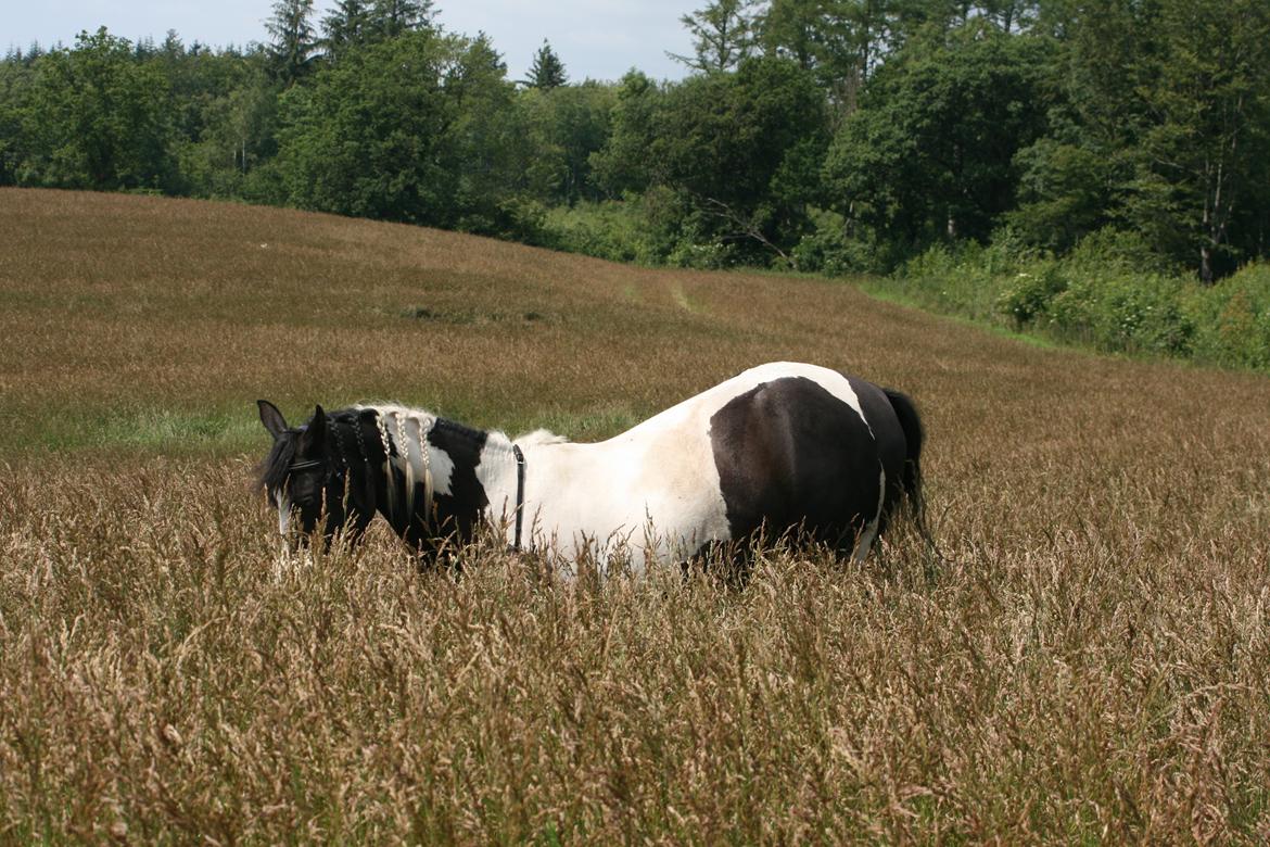 Pinto Jessey *My Soulmate* - Neje på marken - Elsker det billede! billede 16