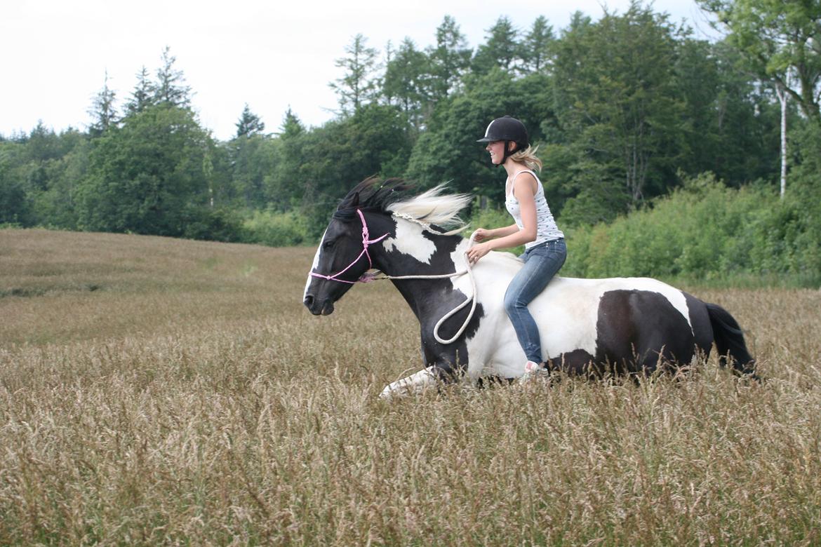 Pinto Jessey *My Soulmate* - Galop på marken i rebgrime og uden sadel <3 billede 5