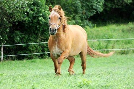 Anden særlig race Tex billede 2