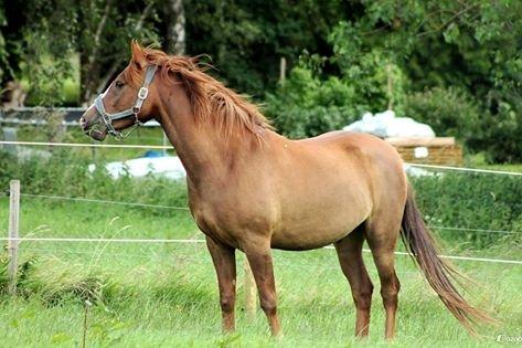 Anden særlig race Bounty billede 2