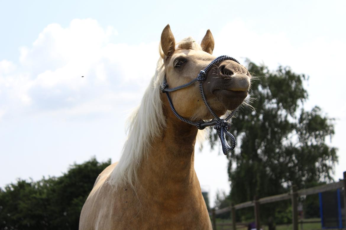 Welsh Partbred (Sec F) Stendalsgaards Golden billede 17