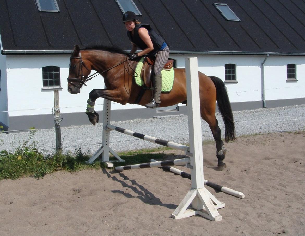 Anden særlig race Johannesgaards Kassim - 12.07.2013 billede 18