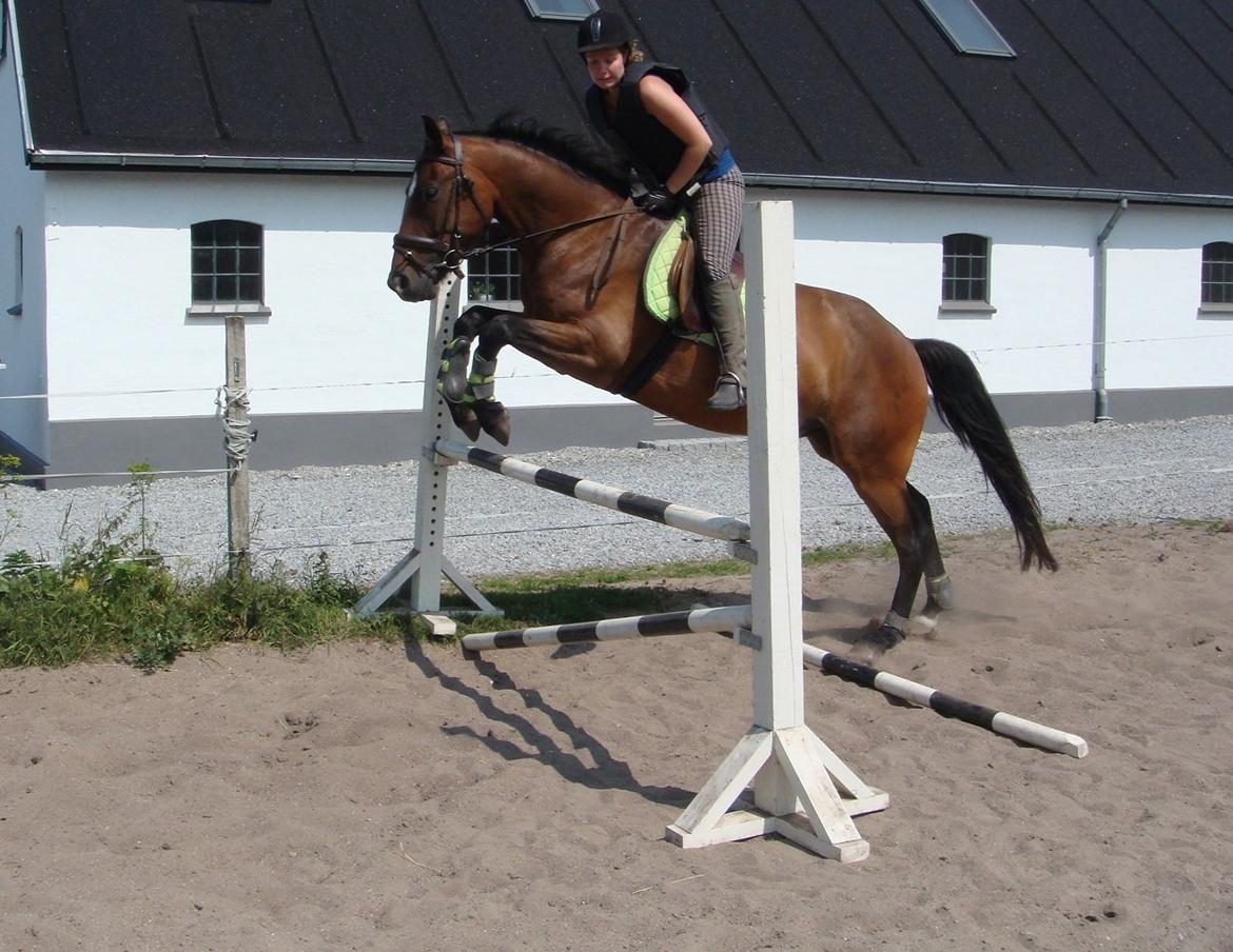 Anden særlig race Johannesgaards Kassim - 12.07.2013 billede 19