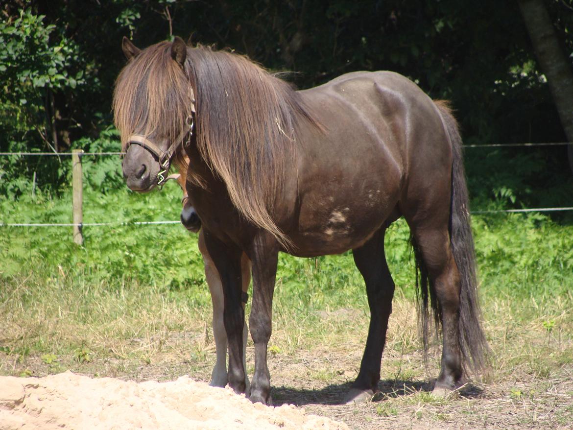 Islænder Vaka fra Stårup billede 11