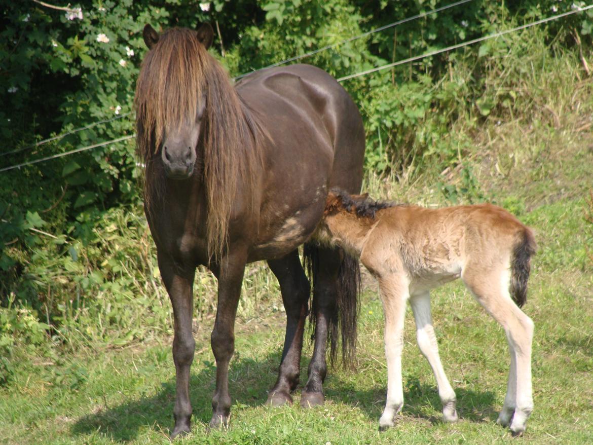 Islænder Vaka fra Stårup billede 6
