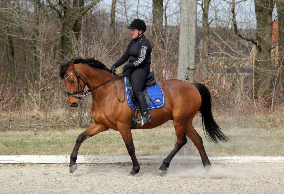 Holstener Flair billede 19