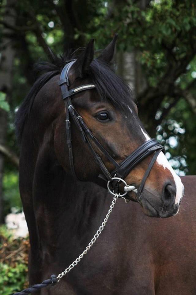 Polsk Varmblod Mikador - Mikador <3  billede 1