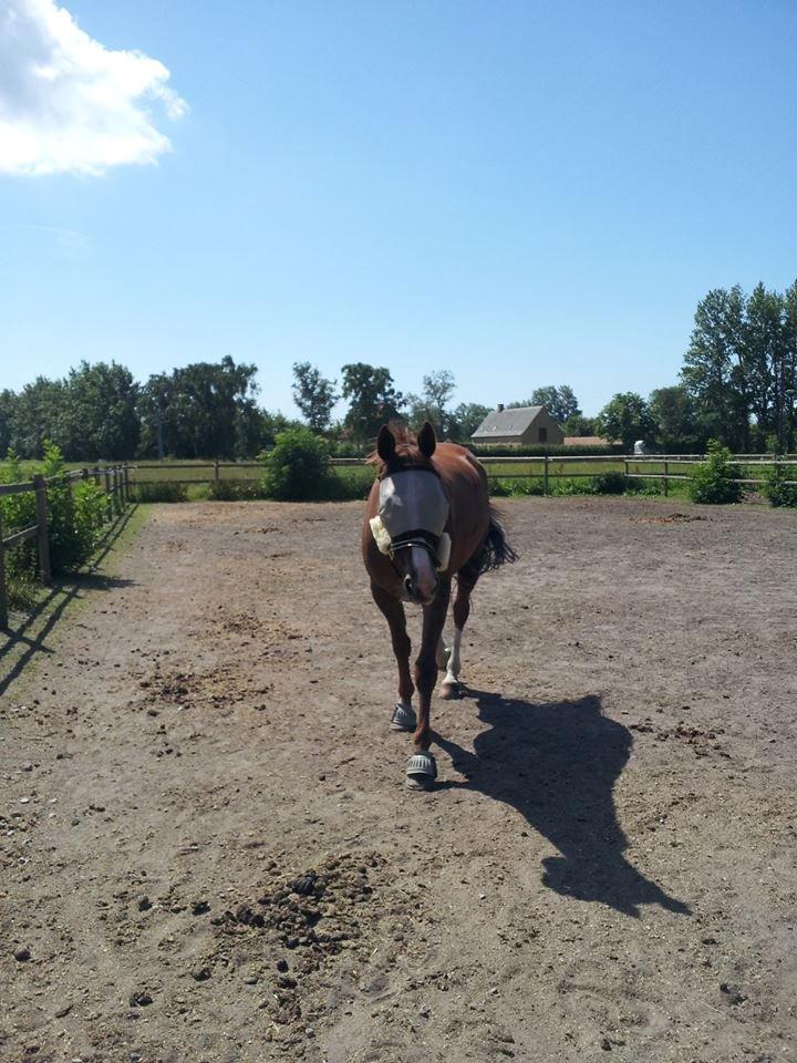 Traver Powerful Winning billede 7