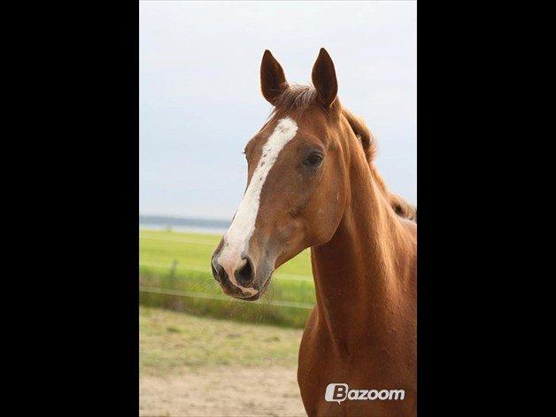 Traver Powerful Winning billede 3