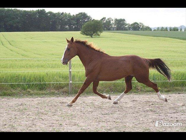 Traver Powerful Winning billede 11