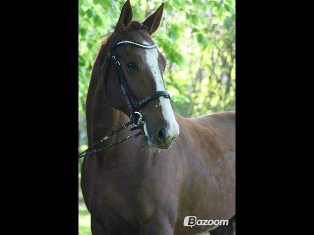 Traver Powerful Winning billede 8