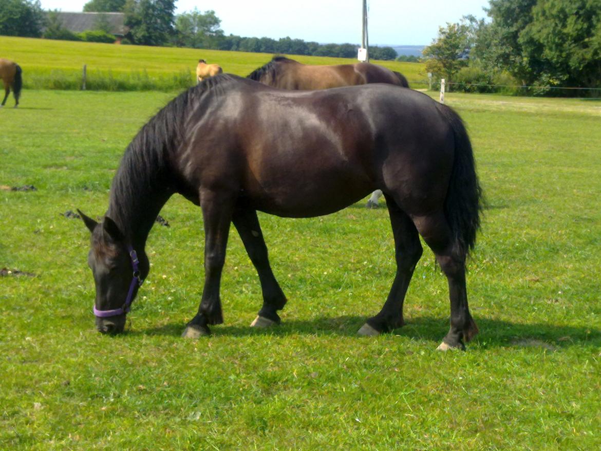 Anden særlig race Ydun billede 6