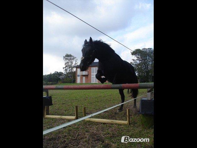 Anden særlig race Ydun - Første gang Ydun springer!  billede 7