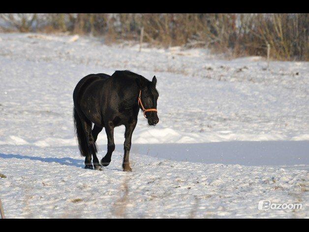Anden særlig race Ydun billede 8