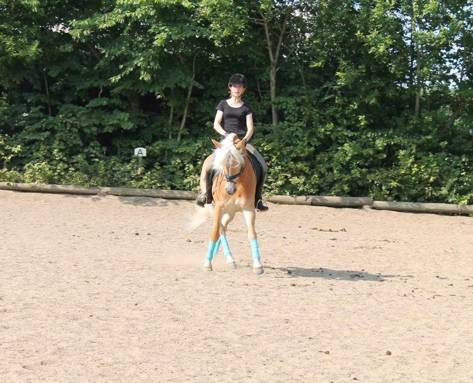Haflinger Fanni - Schenkelvigning!;-) billede 11