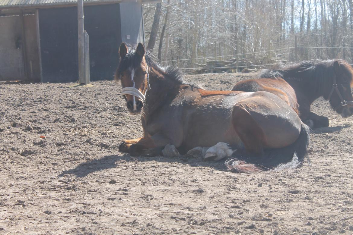 Anden særlig race La-Paloma - Hygge på folden <3 :') billede 29