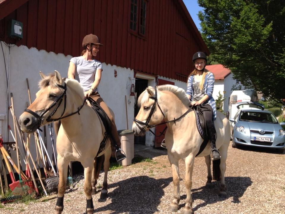 Fjordhest Skovsgaards Trond <3 - Første dag på Trond med ejeren:-) billede 5