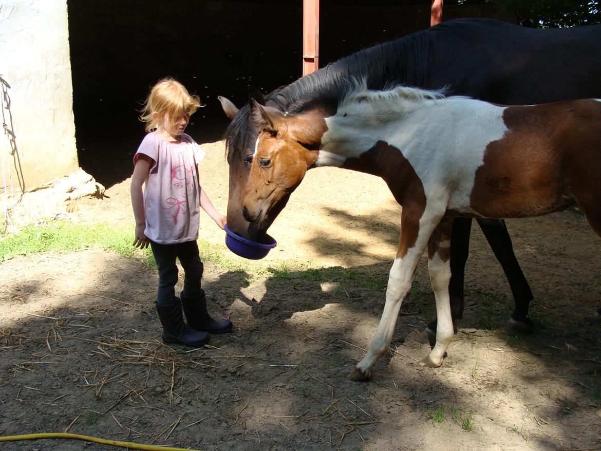 Pinto Gaasdal´s Spotlight billede 7