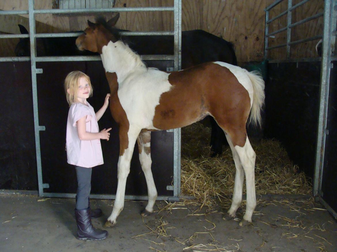 Pinto Gaasdal´s Spotlight billede 8