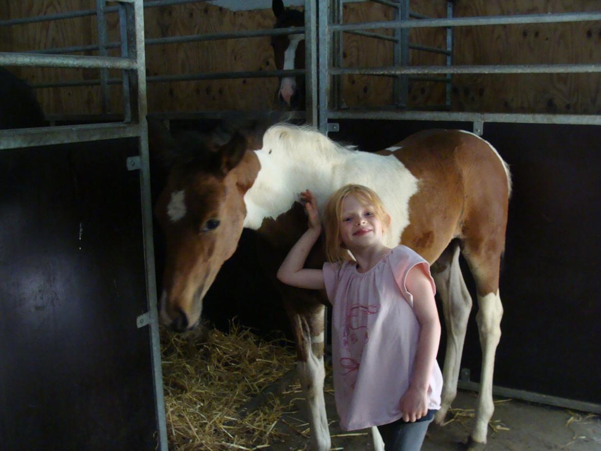 Pinto Gaasdal´s Spotlight billede 9