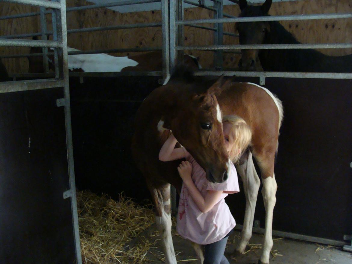 Pinto Gaasdal´s Spotlight billede 10