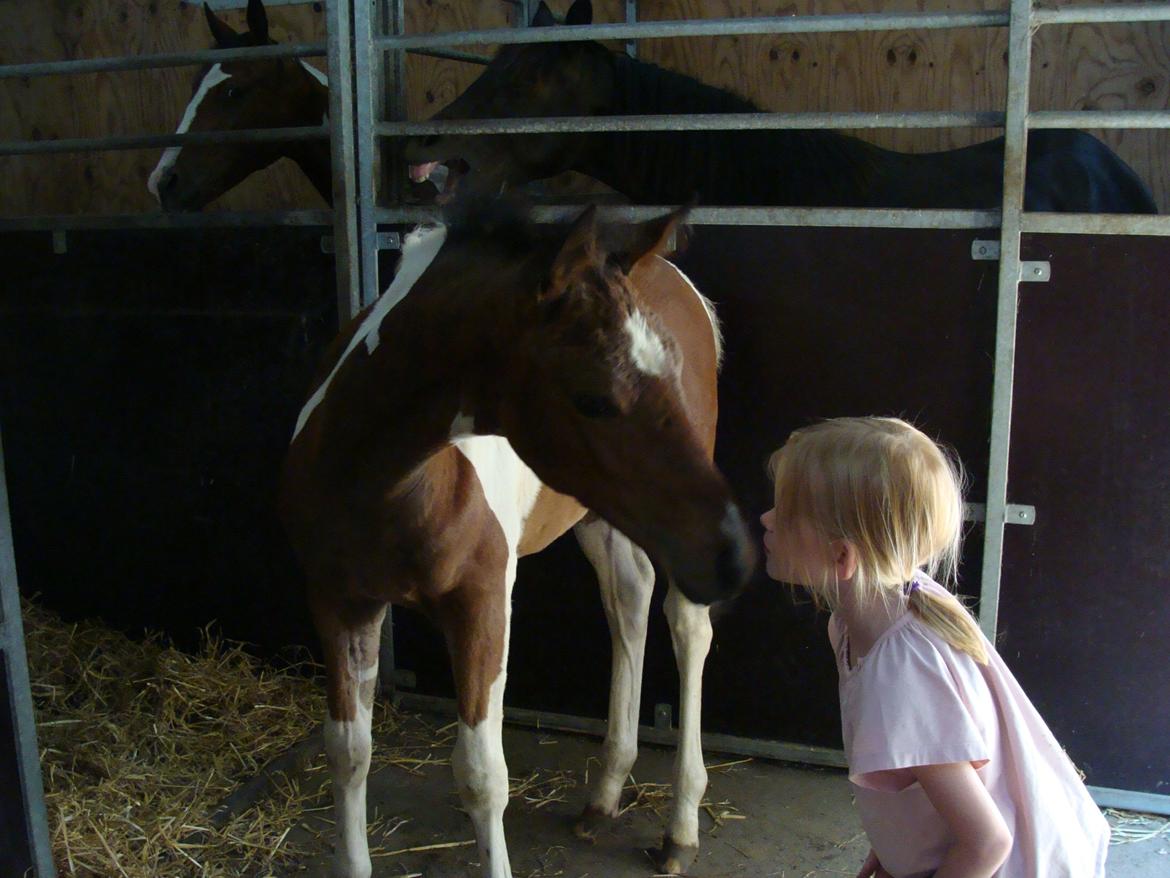 Pinto Gaasdal´s Spotlight billede 11